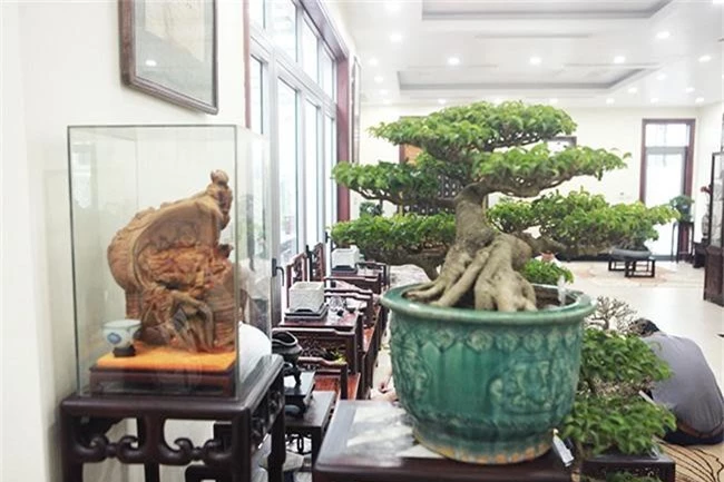 bo suu tap bonsai tien ty va &quot;do choi vip&quot; cua gioi nha giau viet hinh anh 3