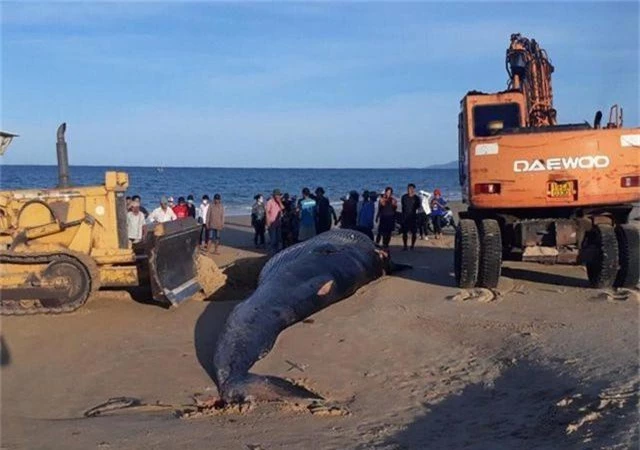 Cá voi khủng nặng hơn 2 tấn dạt vào bờ biển Khánh Hòa - 1