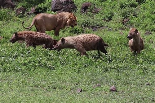 Cuộc chiến sinh tử giành thức ăn giữa sư tử và đàn linh cẩu