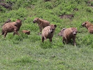 Clip: Đại chiến giành thức ăn giữa 30 con linh cẩu và 3 chú sư tử