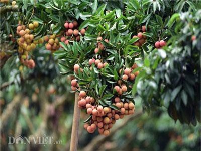 CLIP: Nông dân Sán Dìu bắt vải "đẻ" trên thân cây cho năng suất cao