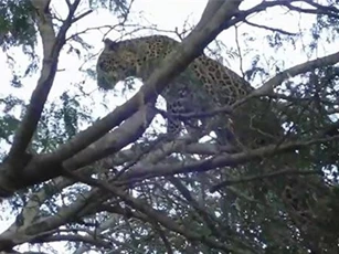 Clip: Báo săn trả giá đắt vì trèo lên cây săn khỉ đầu chó