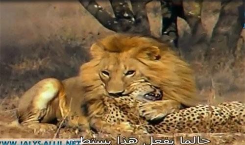 CLIP: Sư tử đoạt mạng báo đốm trong "một nốt nhạc"