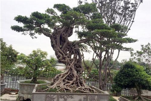 Cây si dáng chữ S từng được trả giá 4 tỷ đẹp cỡ nào?