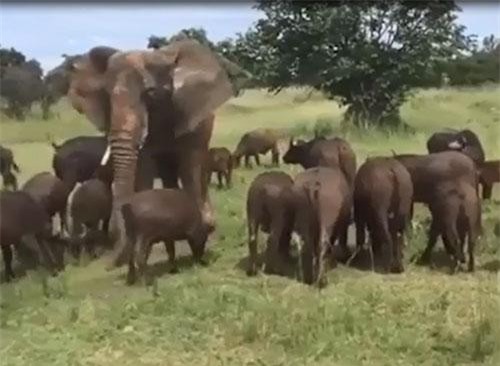 "Chuyện lạ" voi sống cùng đàn trâu rừng gần 50 năm