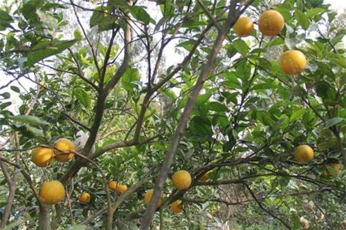 Cam 'tiến Vua' 100 ngàn/quả: Có tiền mua không nổi