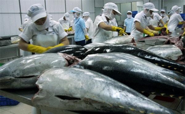 CPTPP: Đột phá cho xuất khẩu cá ngừ tương đối nhỏ