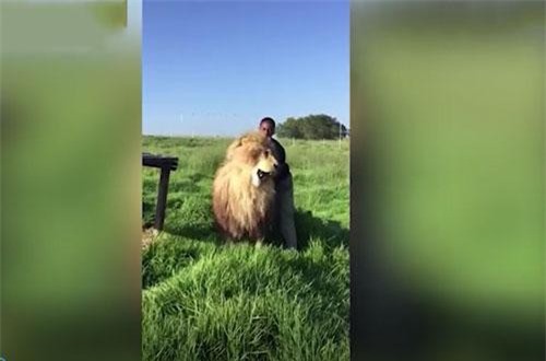 CLIP: Người đàn ông vô tư vuốt ve sư tử khổng lồ