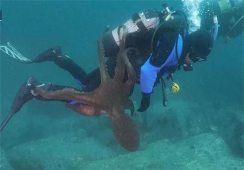 Bạch tuộc khổng lồ tấn công và cắn người bằng mỏ nhọn