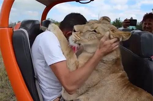 Khoảnh khắc sư tử rúc vào lòng du khách, ôm hôn như mèo