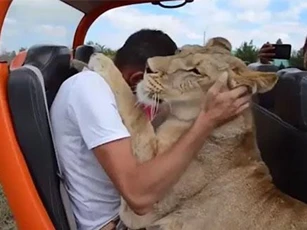 Khoảnh khắc sư tử rúc vào lòng du khách, ôm hôn như mèo