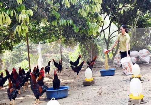 Lào Cai: Có của ăn của để nhờ nuôi giống gà lạ đẹp như tranh vẽ