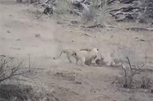 Lợn lòi rơi vào móng vuốt sư tử cái, không ngờ được sư tử đực cứu mạng