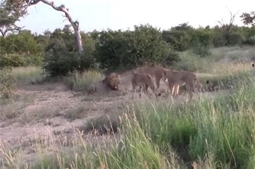 CLIP: Đàn sư tử cái 'song kiếm hợp bích' dạy dỗ sư tử đực 