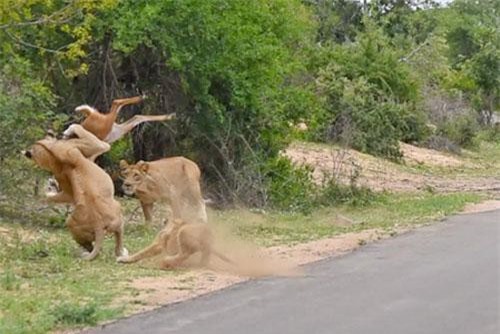 CLIP: Linh dương bất ngờ ‘hiến mạng’ cho bầy sư tử