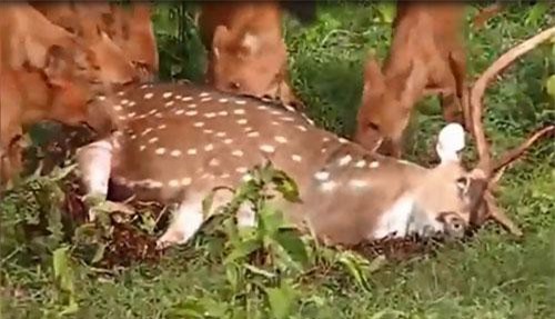 CLIP: Sói lửa "hành hạ" hươu đốm dã man