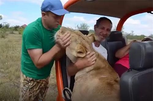 CLIP: 'Dựng tóc gáy' trước khoảnh khắc sư tử rúc vào lòng khách làm nũng như thú cưng