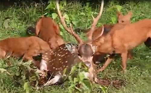 Hươu đốm bất lực nằm im chờ cái chết đau đớn