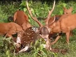Hươu đốm bất lực nằm im chờ cái chết đau đớn