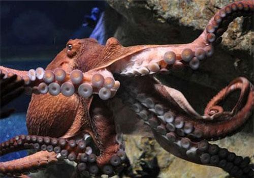 CLIP: 'Sốc' bạch tuộc khổng lồ tấn công thợ lặn và đeo bám dai dẳng