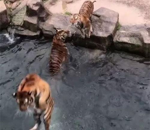 Bầy hổ tung người lên không tranh miếng thịt treo trên hồ nước