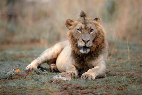 Sư tử có "kiểu tóc ăn chơi" gây sốt mạng