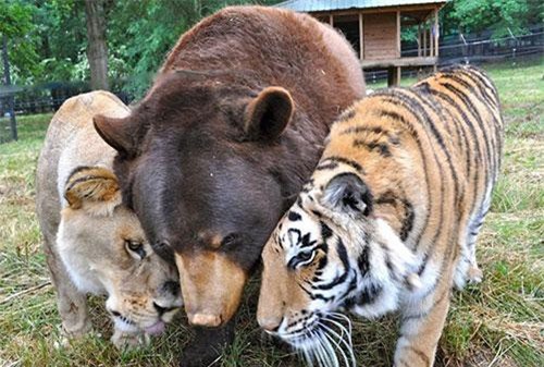 Bất ngờ tình bạn thân 15 năm giữa gấu, sư tử và hổ