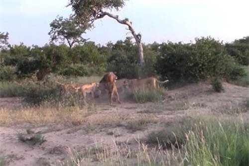 Thấy sư tử đực lại gần con, đàn sư tử cái bao vây dạy cho "bài học"