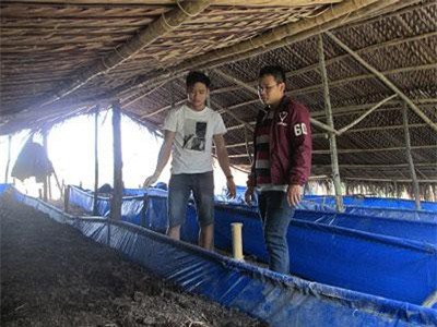Kiên Giang: Bỏ công ty nước ngoài, trai đẹp họ Hứa về nuôi giun