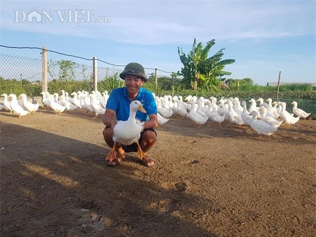 Nam Định: Nuôi vịt to xác, bán chạy như tôm tươi, thu tiền tỷ mỗi năm