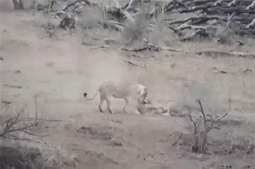 CLIP: Lợn lòi được sư tử đực cứu mạng khi rơi vào nanh vuốt của 2 con sư tử cái