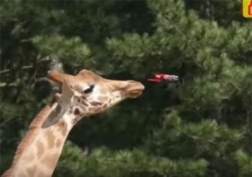 CLIP: Tổng hợp những pha hài hước của động vật khi nhìn thấy flycam