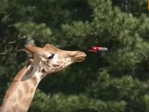 CLIP: Tổng hợp những pha hài hước của động vật khi nhìn thấy flycam