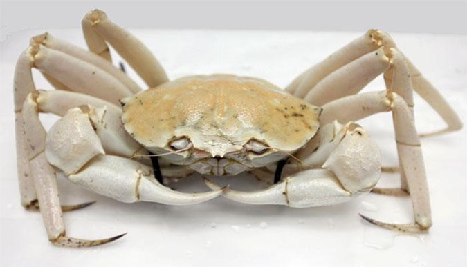 Cơn sốt cua pha lê bạc triệu chỉ người giàu mới dám mua