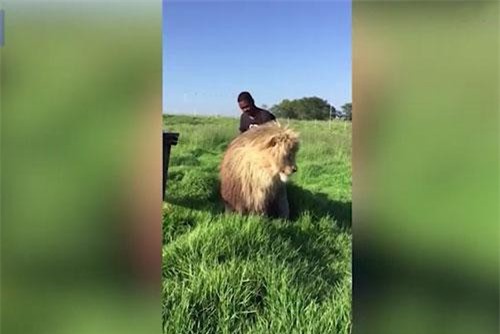 Video người đàn ông thản nhiên gãi lưng sư tử đực như không
