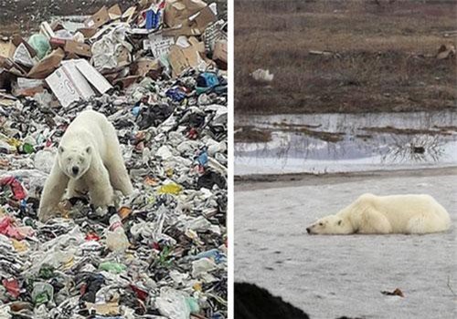 Gấu Bắc Cực đi lạc hơn 1.500 km đến Nga trong tình trạng kiệt sức vì không tìm được thức ăn