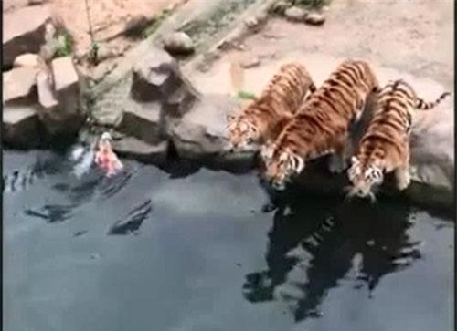 CLIP: Nhân viên sở thú chơi trò "câu hổ" gây tranh cãi