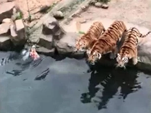 CLIP: Nhân viên sở thú chơi trò "câu hổ" gây tranh cãi