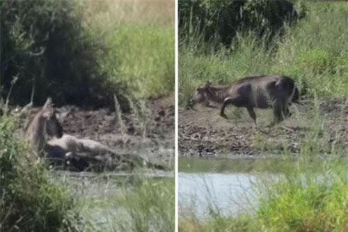 Bị cá sấu đớp, linh dương tung “liên hoàn cước” thẳng mặt đối thủ