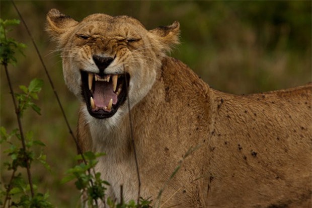 Kinh hoàng thiếu nữ 22 tuổi bị sư tử vồ đến chết