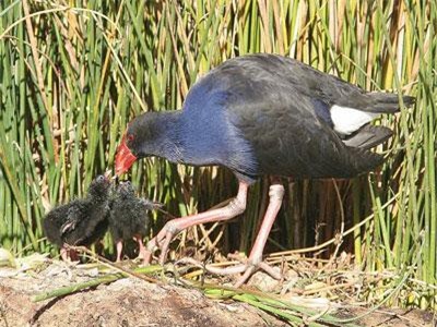 Nuôi loài chim "lỳ đòn" hay đá, biết giữ nhà như chó