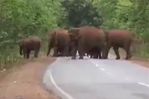 Kinh ngạc đàn voi "đưa tang” đồng loại như người