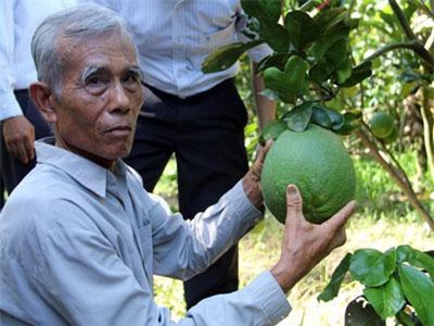 Tr&#xE0; Vinh: Ph&#x1EE5;c t&#xE0;i &#xF4;ng Ch&#xE0; tr&#x1ED3;ng b&#x1B0;&#x1EDF;i da xanh m&#xE0; x&#xE2;y &quot;bi&#x1EC7;t ph&#x1EE7;&quot; ti&#x1EC1;n t&#x1EF7;