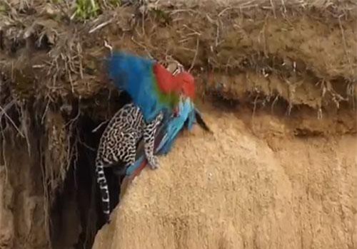 Mèo rừng chớp thời cơ, tóm gọn con mồi trong 'nháy mắt'