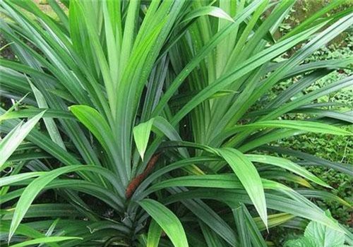 Tác dụng bất ngờ của lá dứa với sức khỏe