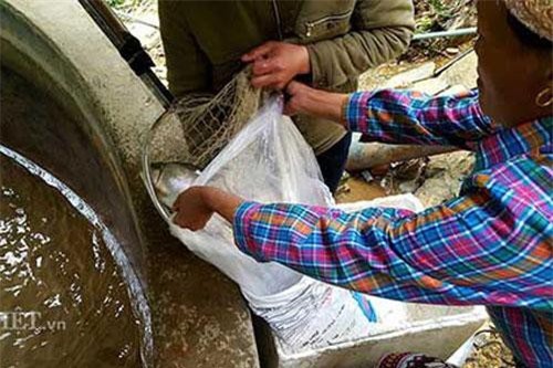 Lạng Sơn: 8x người Dao làm giàu nhờ nuôi loài cá “quý tộc” ưa nước lạnh