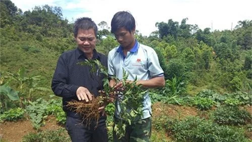 vung dat dan doi doi nho trong bat ngan cac loai sam quy hinh anh 1