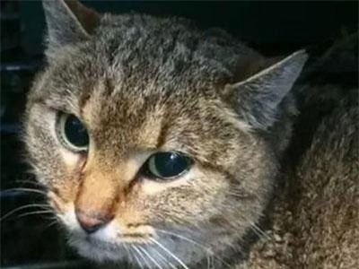 Phát hiện loài “mèo cáo” hoàn toàn mới ở Pháp