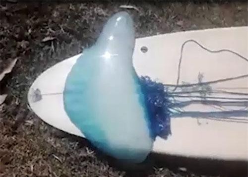 CLIP: Ngư dân Úc phát hiện con sứa khổng lồ 