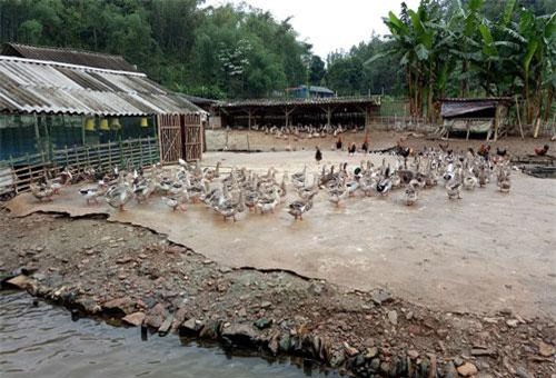 Sơn La: Lên núi nuôi loài vịt cổ xanh tậu được cả nhà lẫn xe